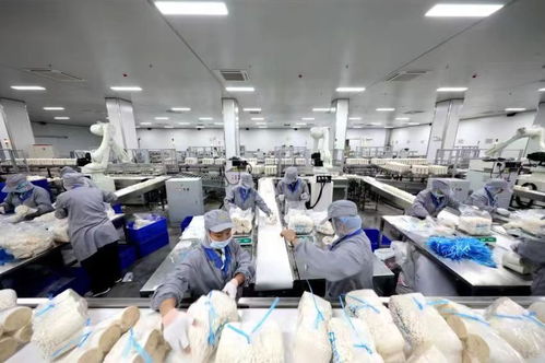 日產(chǎn)金針菇160噸 鄒城小蘑菇撐起群眾致富傘丨高質(zhì)量發(fā)展調(diào)研行